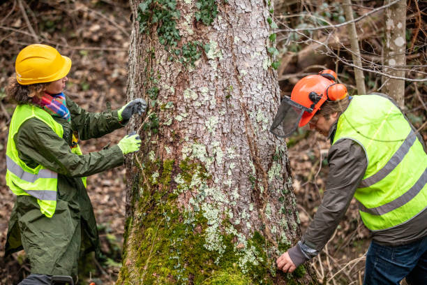 Best Hazardous Tree Removal  in Ronceverte, WV