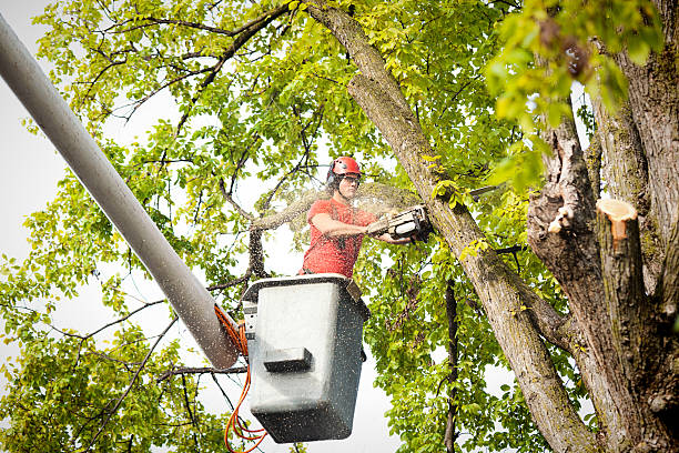 Best Commercial Tree Services  in Ronceverte, WV