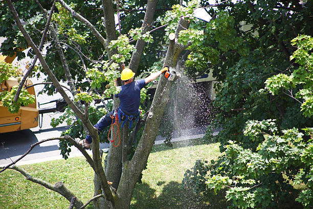 Best Tree Disease Treatment  in Ronceverte, WV